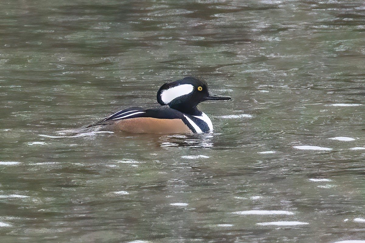 Hooded Merganser - ML644008721
