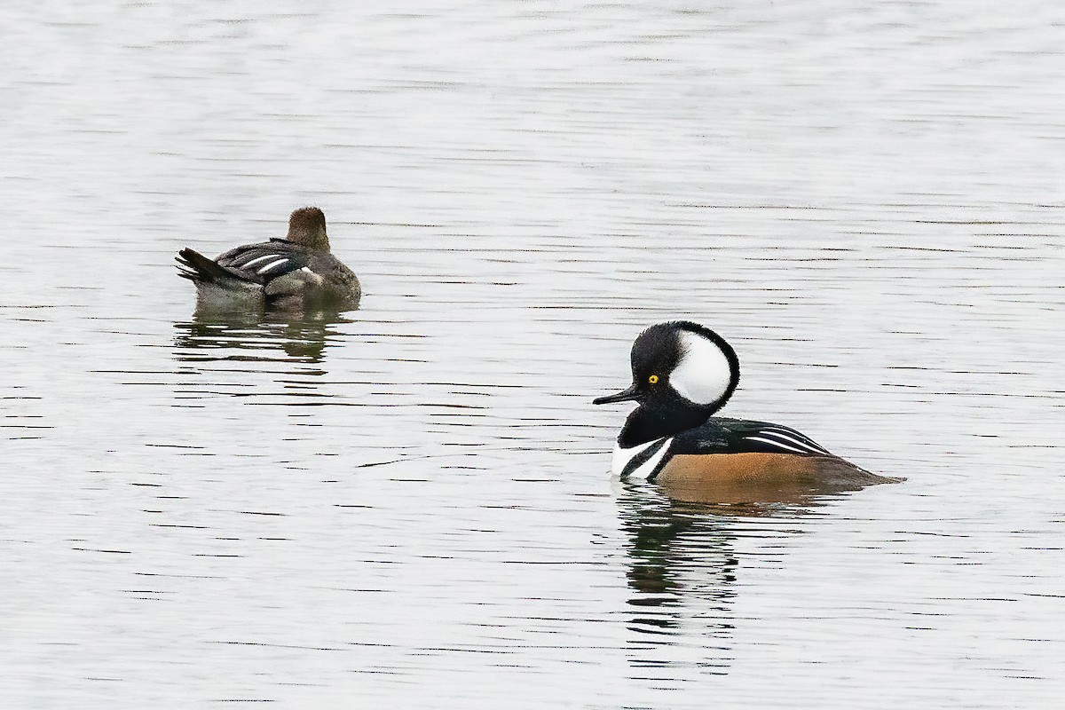 Hooded Merganser - ML644008722