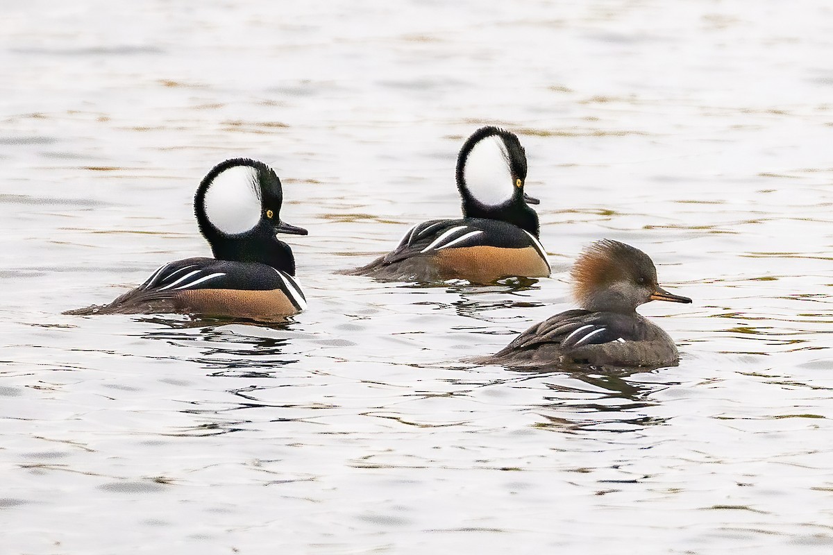 Hooded Merganser - ML644008723