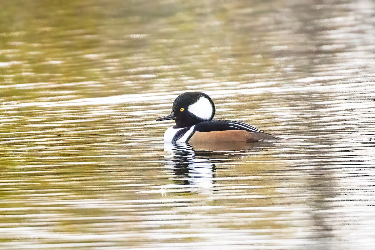 Hooded Merganser - ML644008724