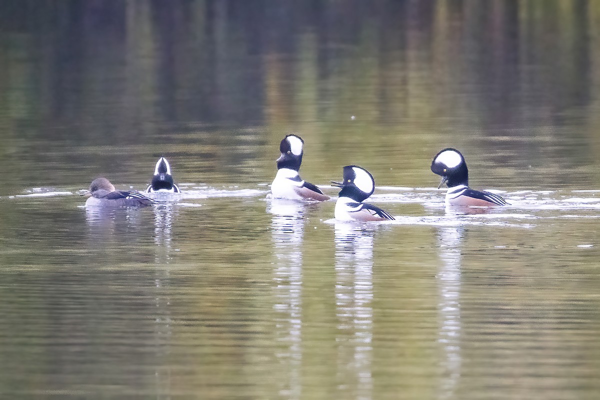 Hooded Merganser - ML644008725