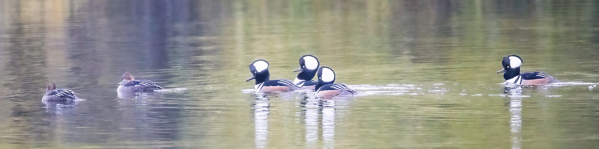 Hooded Merganser - ML644008726