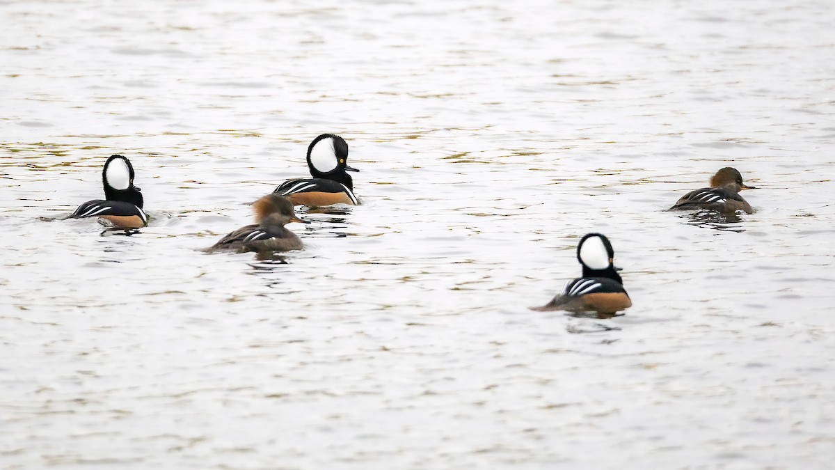 Hooded Merganser - ML644008727