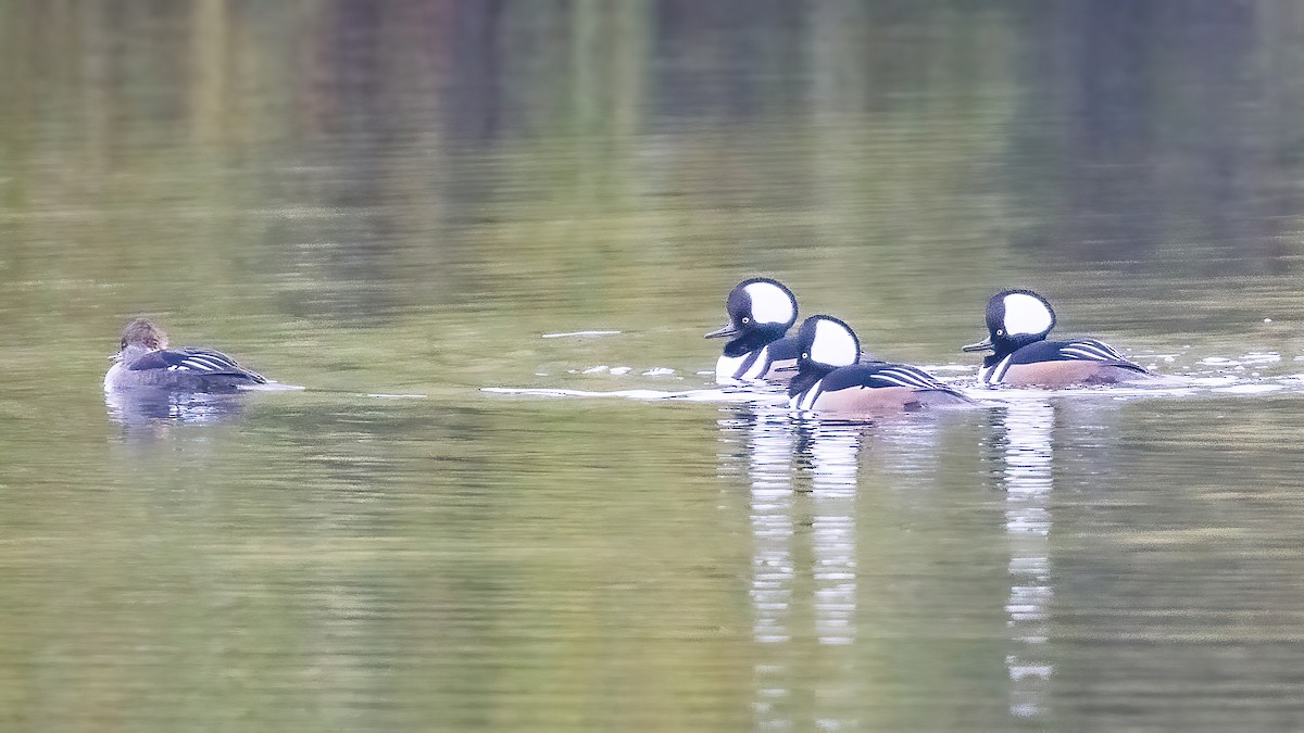Hooded Merganser - ML644008728