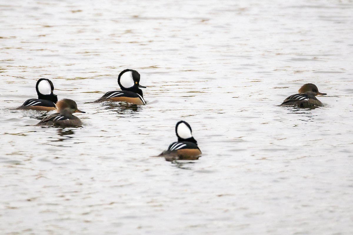 Hooded Merganser - ML644008729
