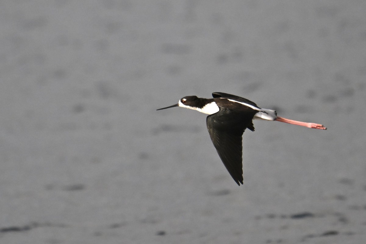 Black-necked Stilt - ML644008733