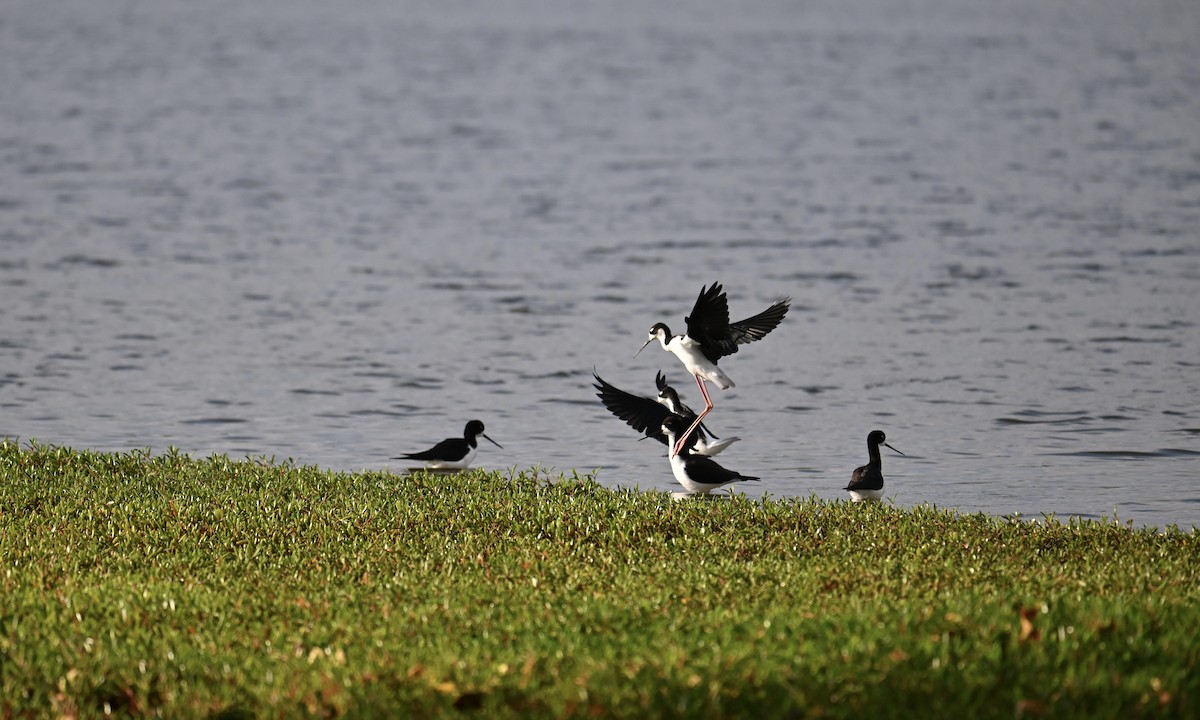 Black-necked Stilt - ML644008734