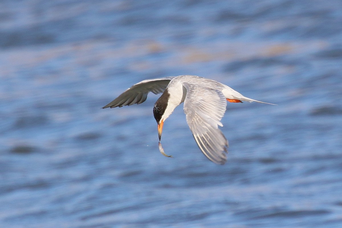Forster's Tern - ML644008737