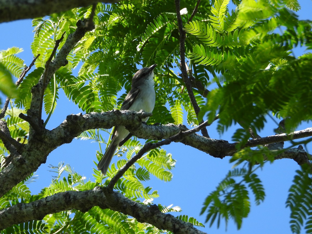 Suiriri Flycatcher - ML644008738