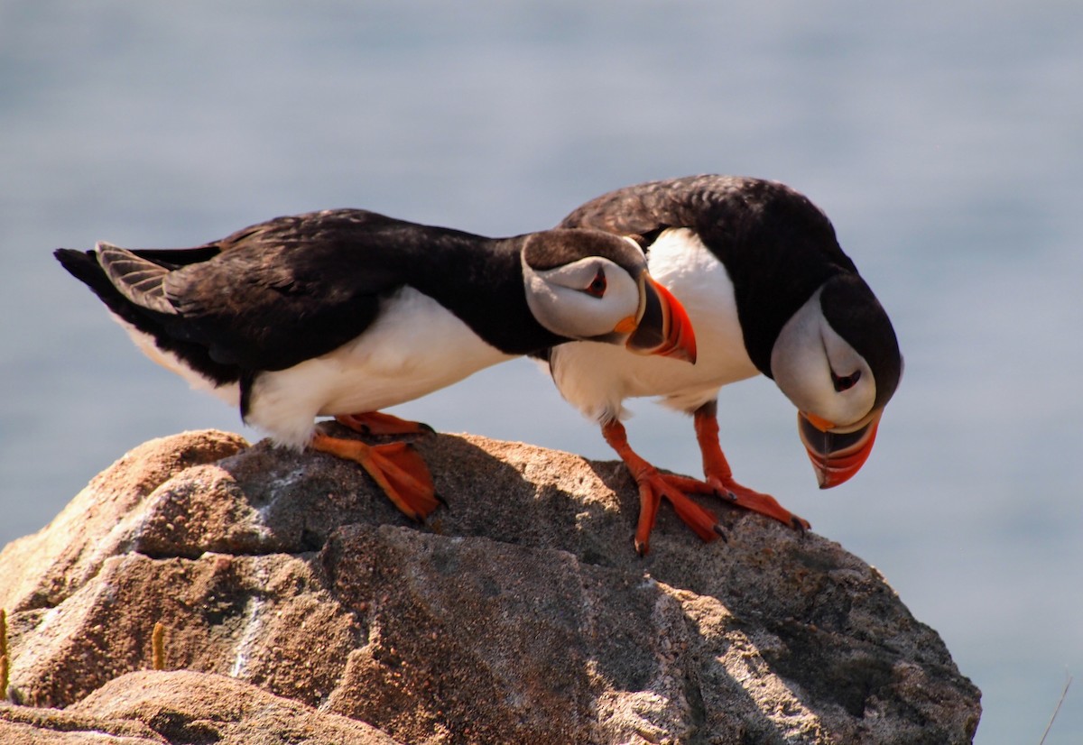Atlantic Puffin - ML644008741