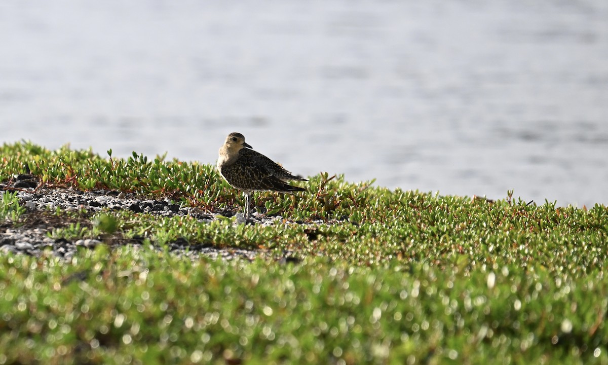 Pacific Golden-Plover - ML644008743
