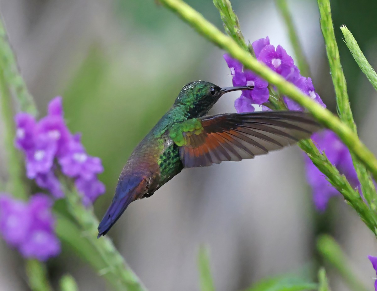 Амазилія-берил синьохвоста - ML644008750