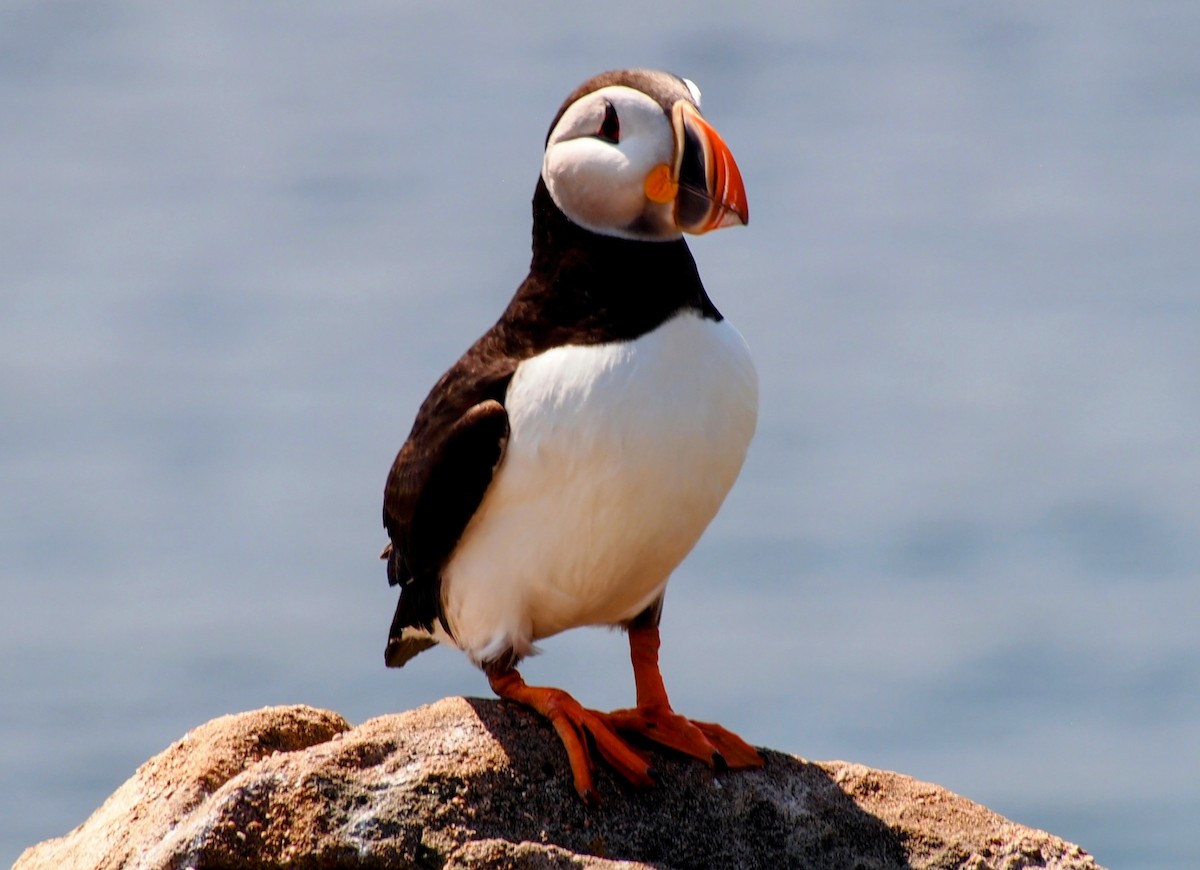 Atlantic Puffin - ML644008770