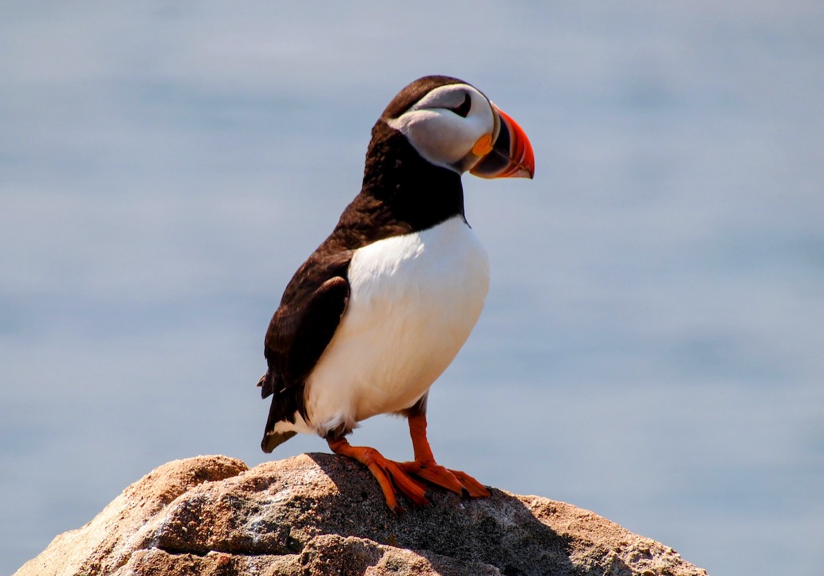 Atlantic Puffin - ML644008783