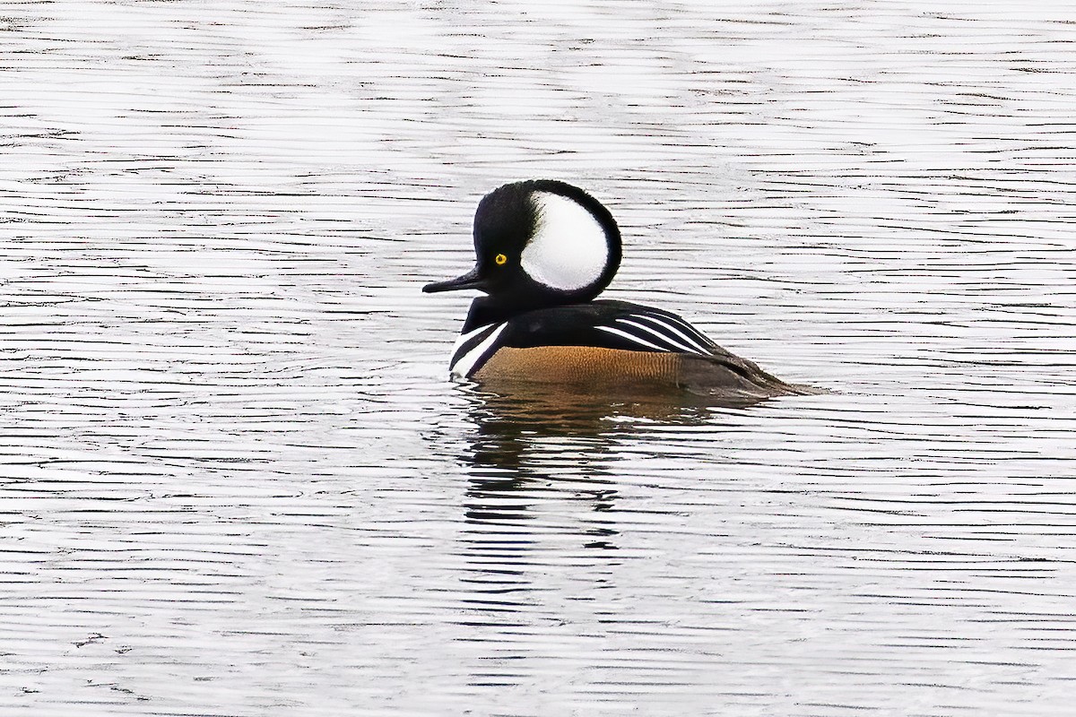 Hooded Merganser - ML644008801