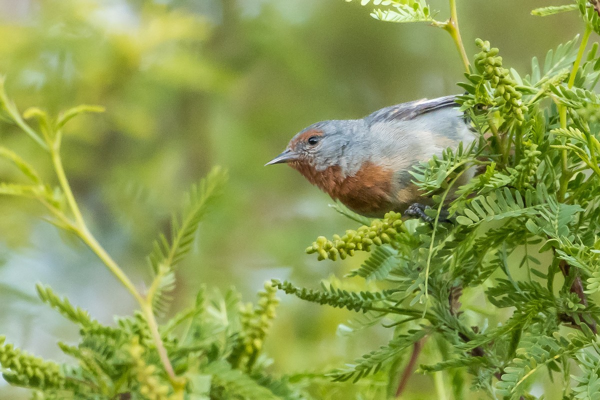 Tamarugo Conebill - ML644008804
