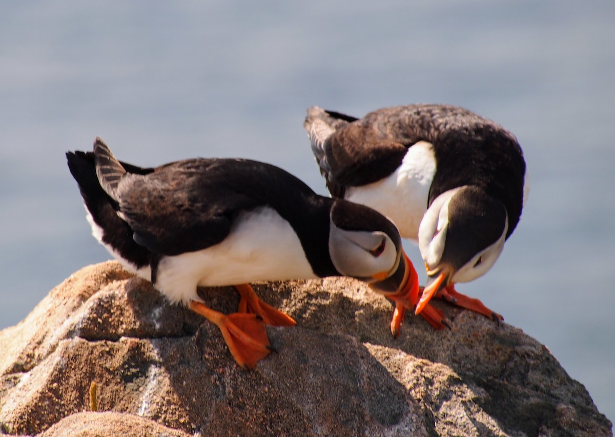Atlantic Puffin - ML644008805