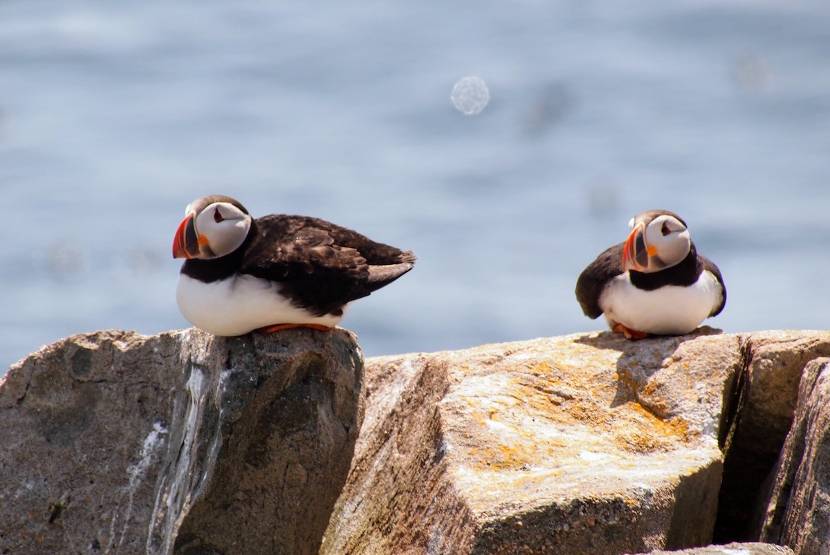 Atlantic Puffin - ML644008811