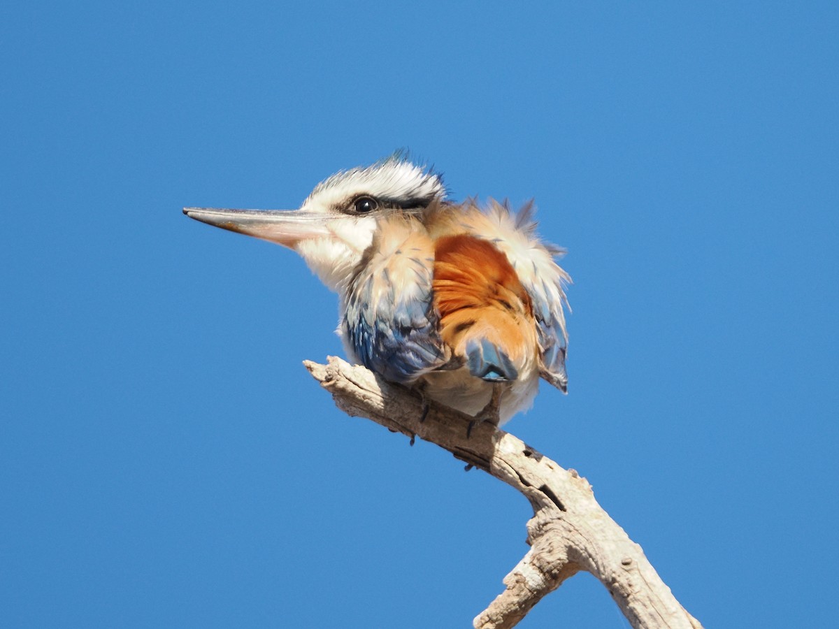 Red-backed Kingfisher - ML644008814