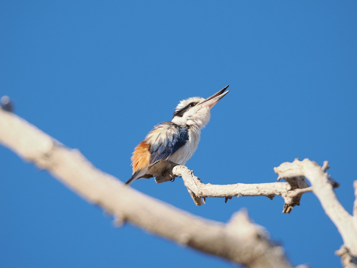 Red-backed Kingfisher - ML644008815