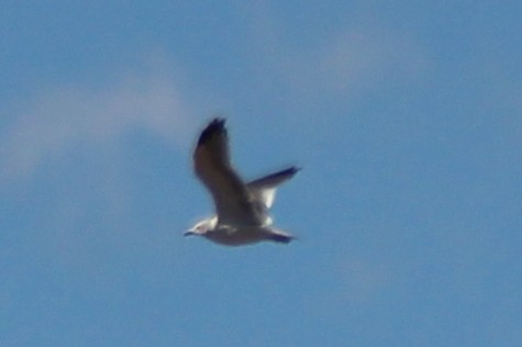 California Gull - ML644008823