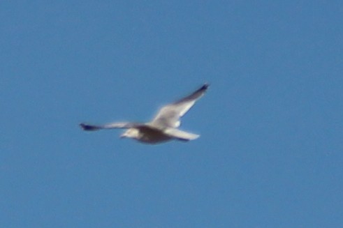 California Gull - ML644008831