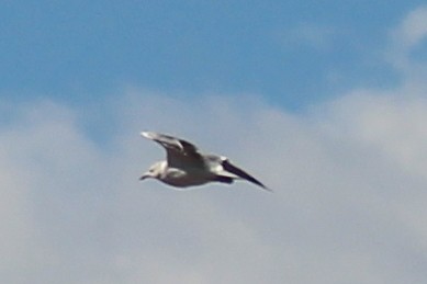 California Gull - ML644008833