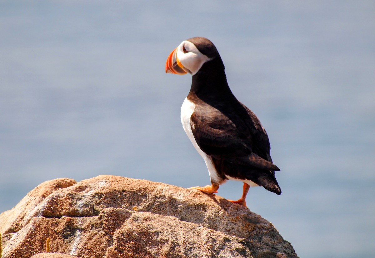 Atlantic Puffin - ML644008835