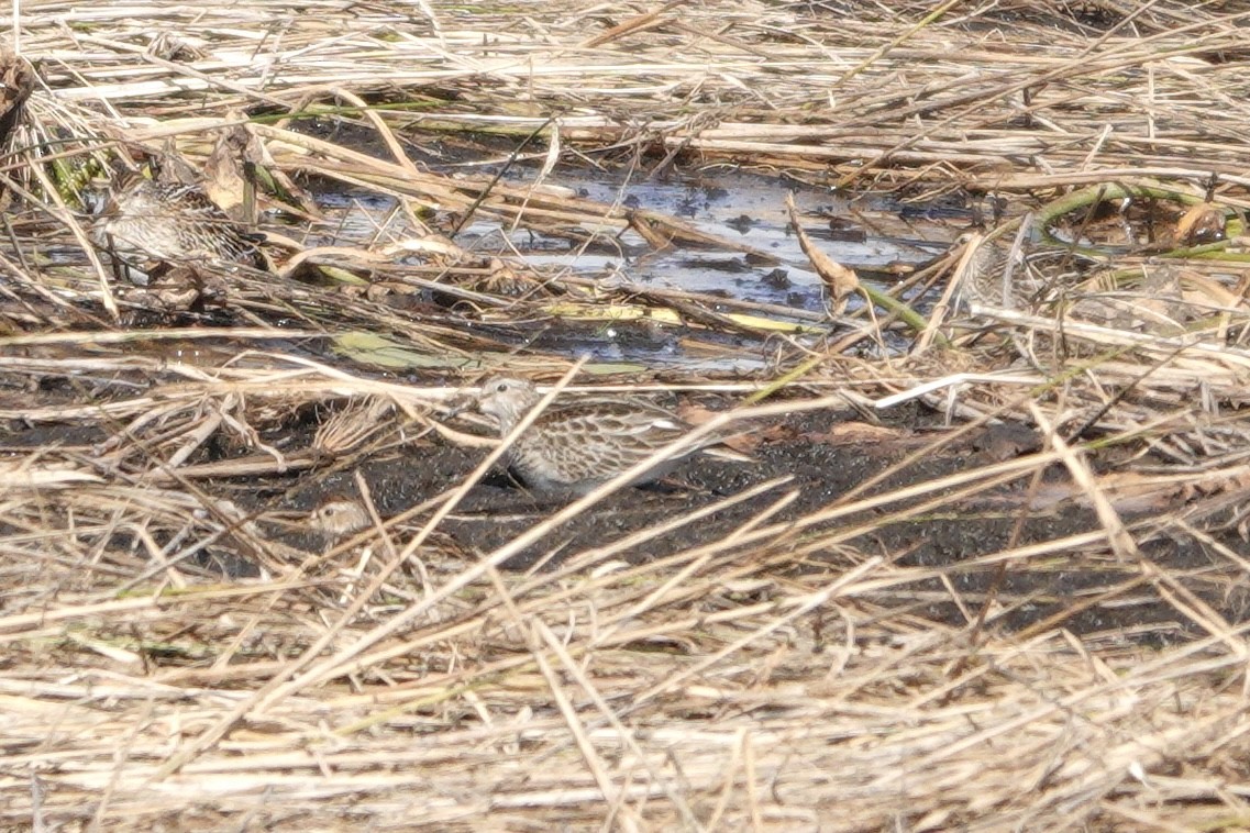 美洲尖尾濱鷸 - ML644008844