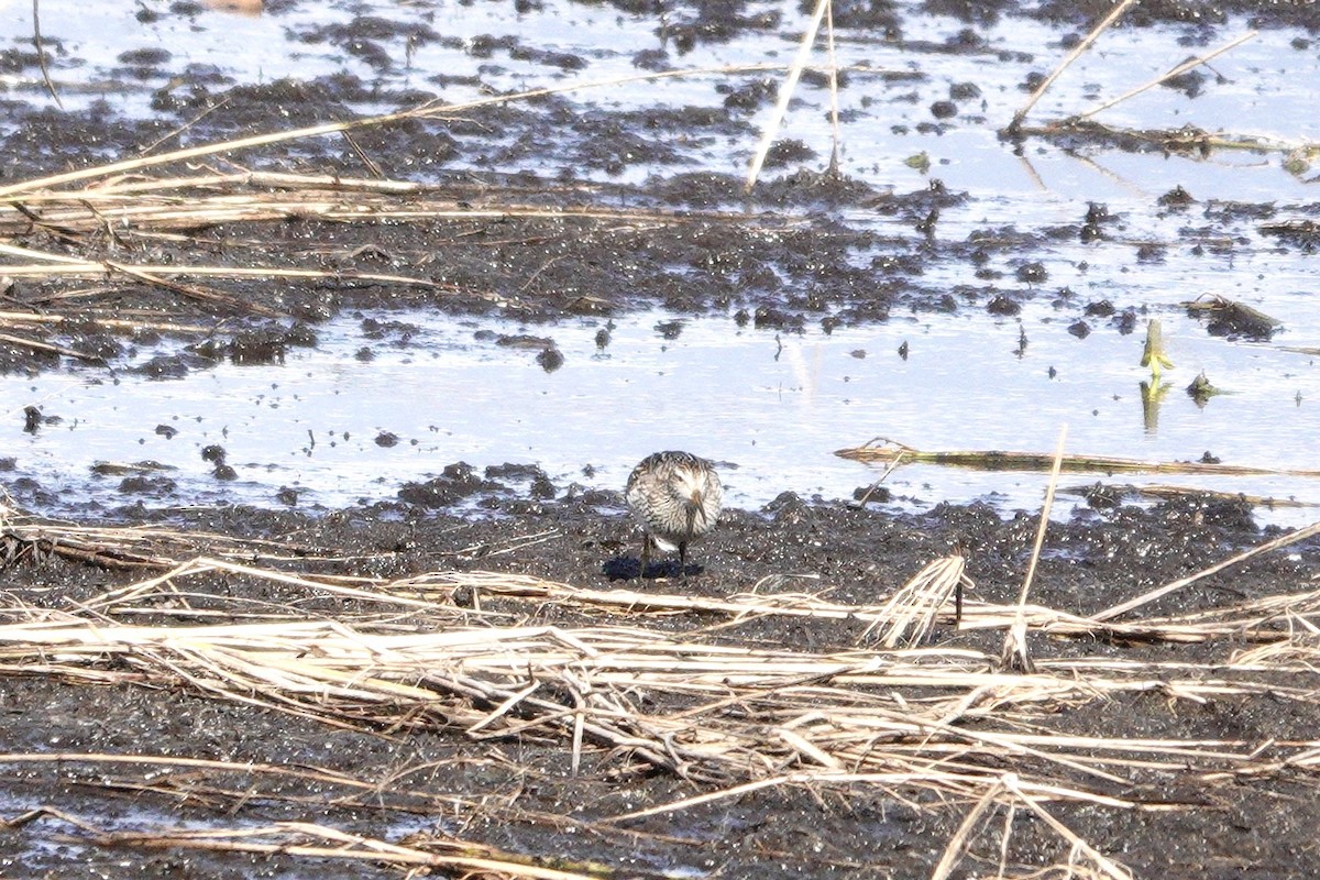 美洲尖尾濱鷸 - ML644008845