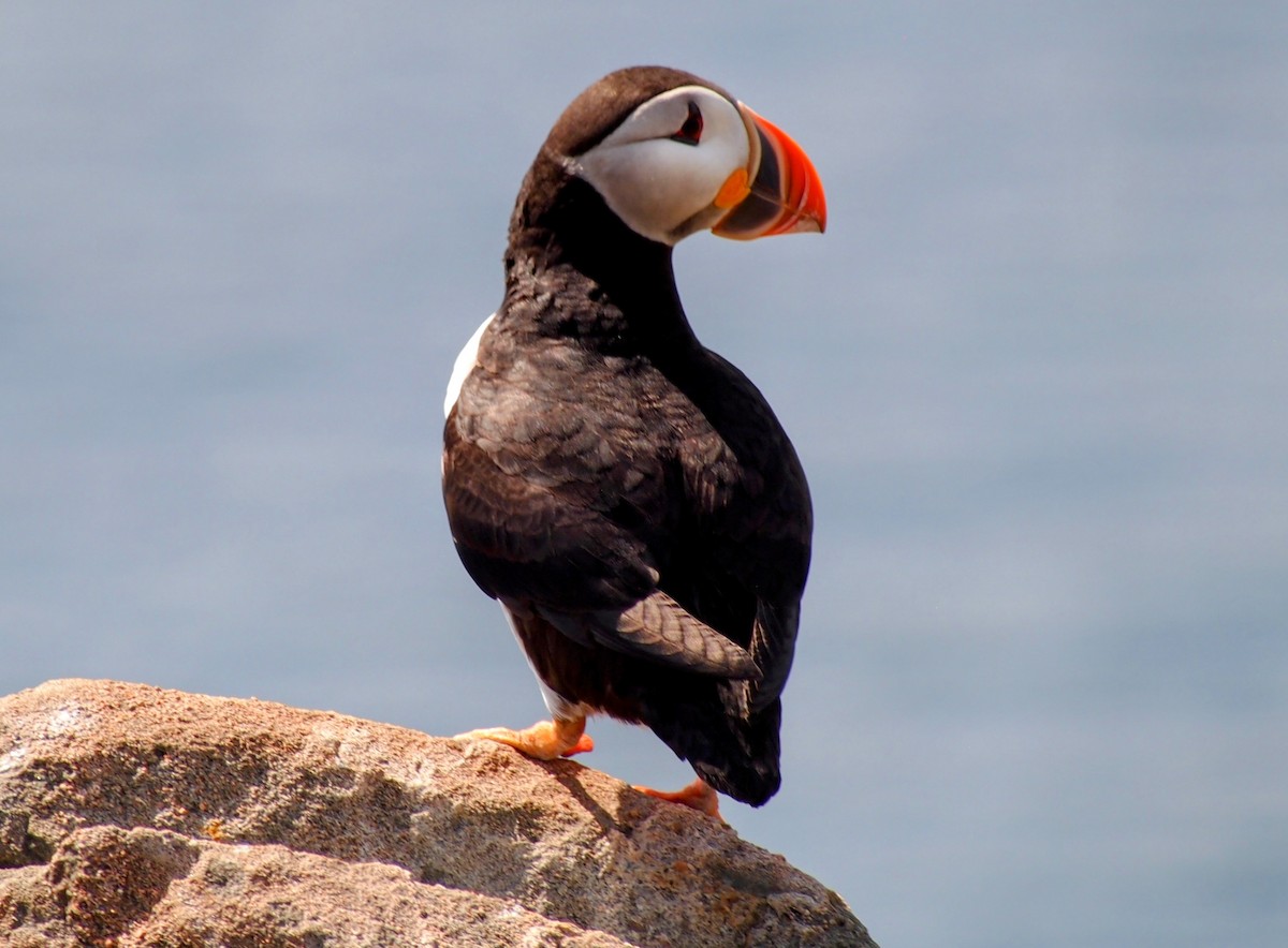 Atlantic Puffin - ML644008852