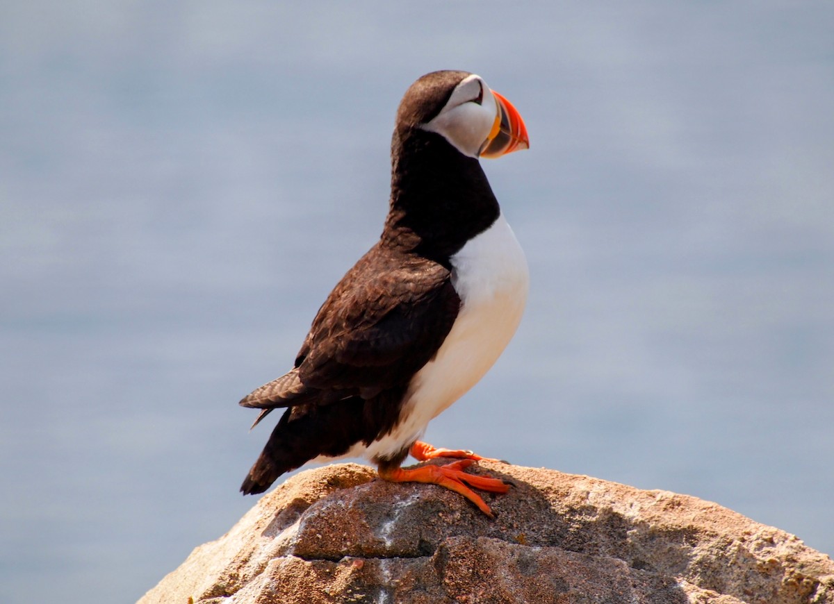 Atlantic Puffin - ML644008883
