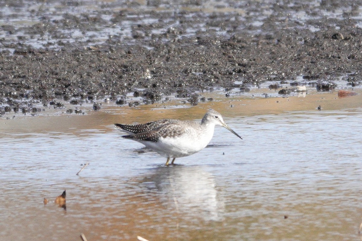 Greater Yellowlegs - ML644008897