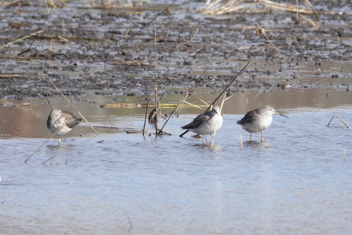 Greater Yellowlegs - ML644008898