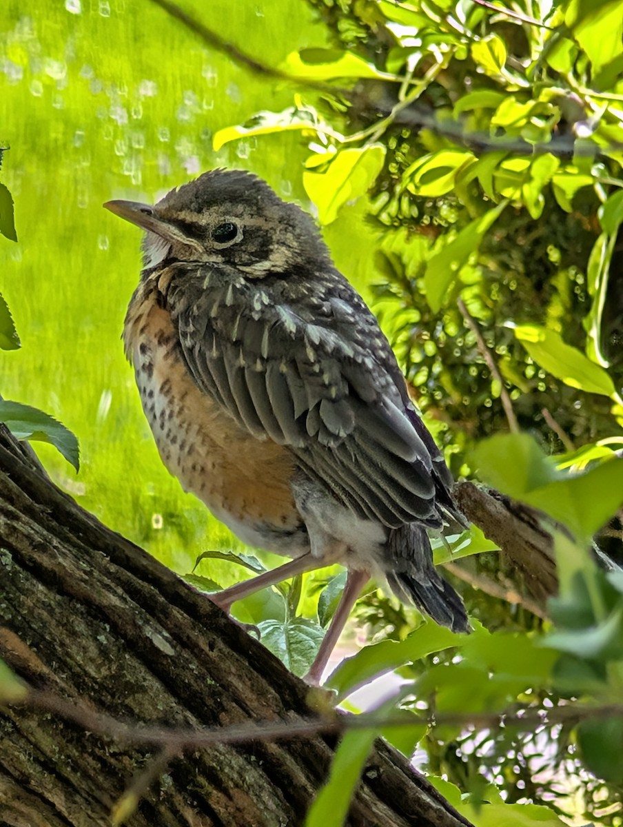 vandretrost - ML644008921