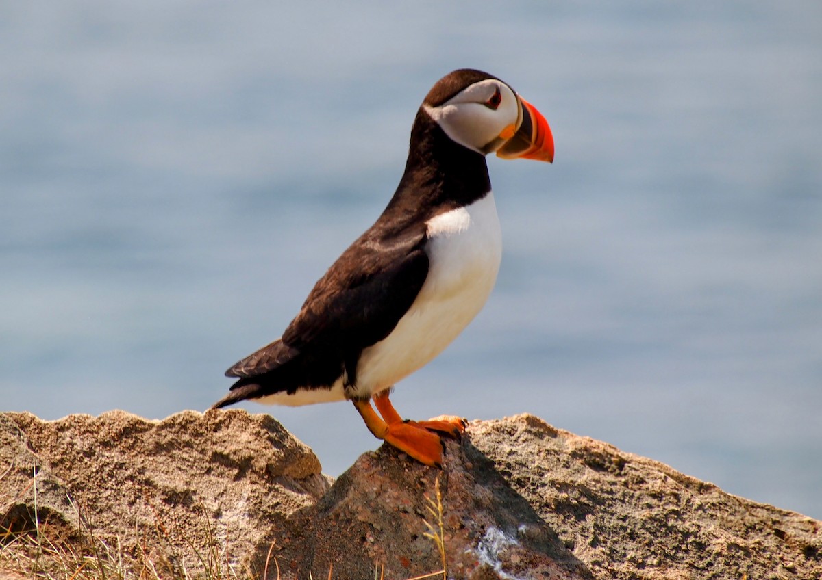 Atlantic Puffin - ML644008922