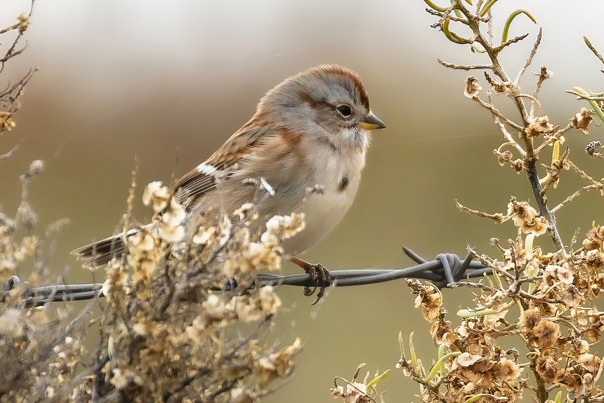 American Tree Sparrow - ML644008924