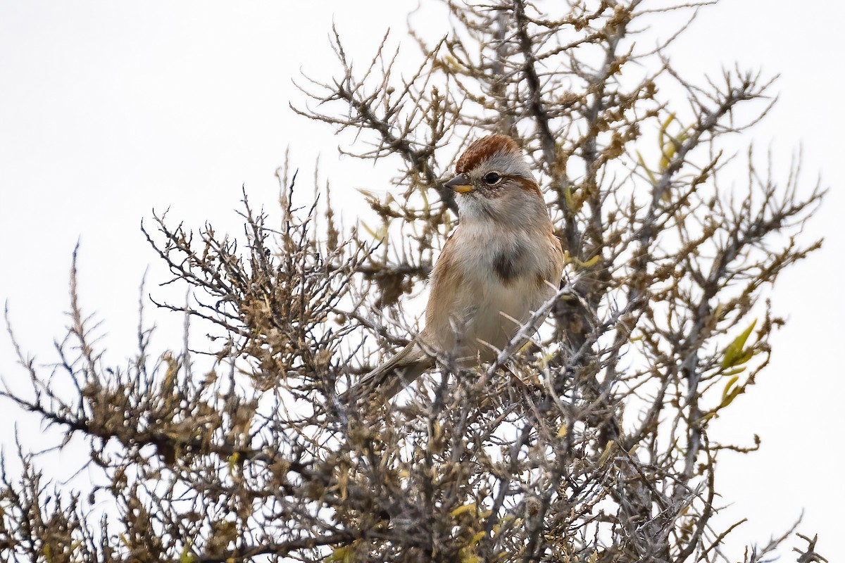 American Tree Sparrow - ML644008926