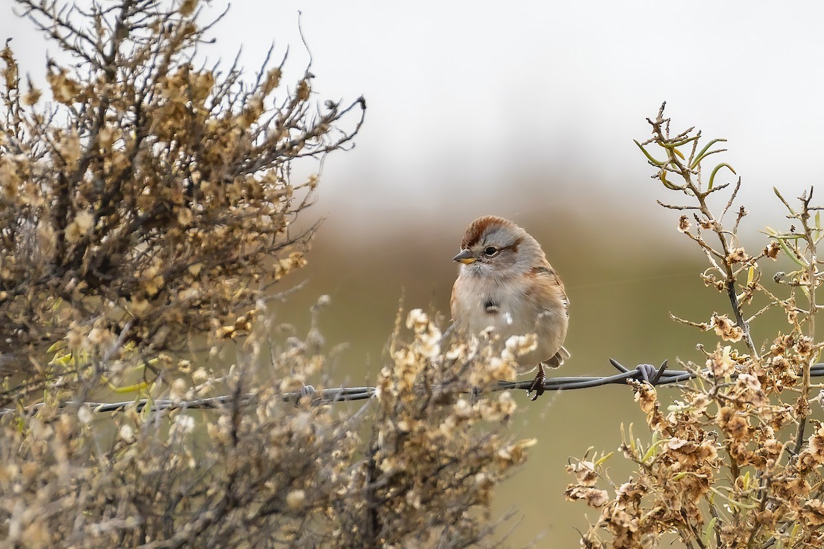 American Tree Sparrow - ML644008927