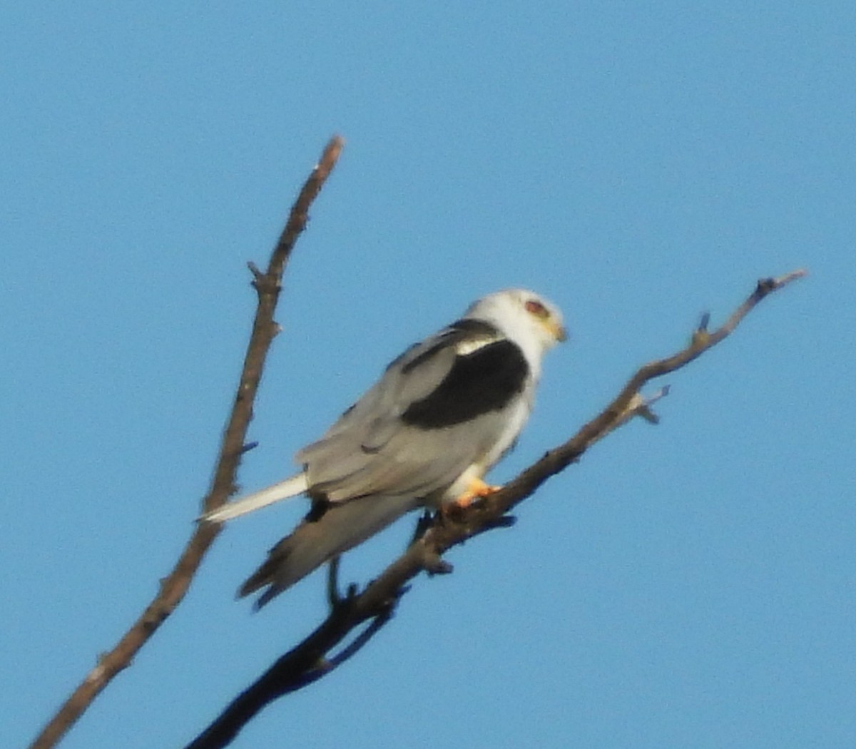 White-tailed Kite - ML644008937