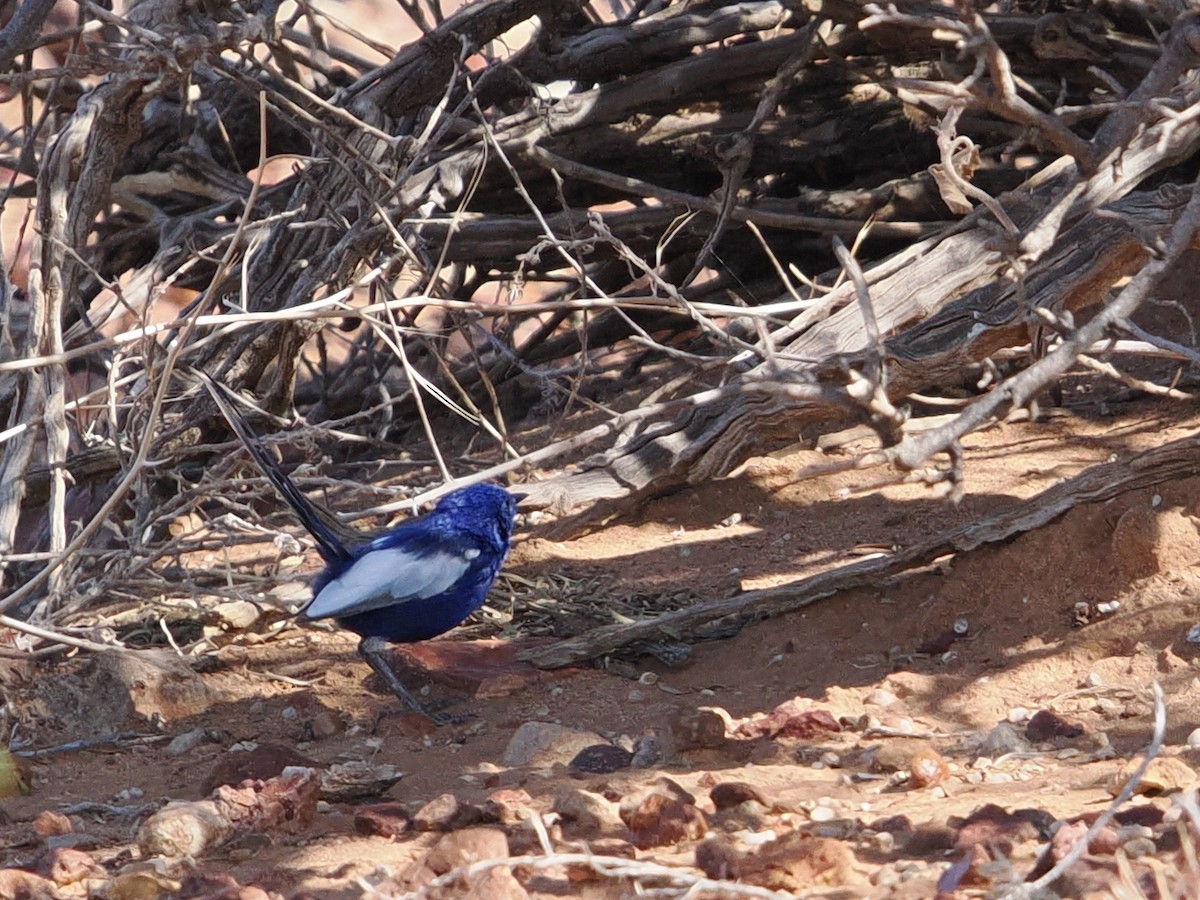 White-winged Fairywren - ML644008958