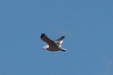 California Gull - ML644008981