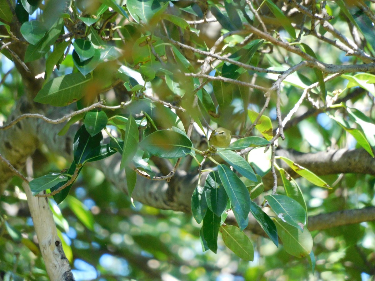 Tennessee Warbler - ML644008991