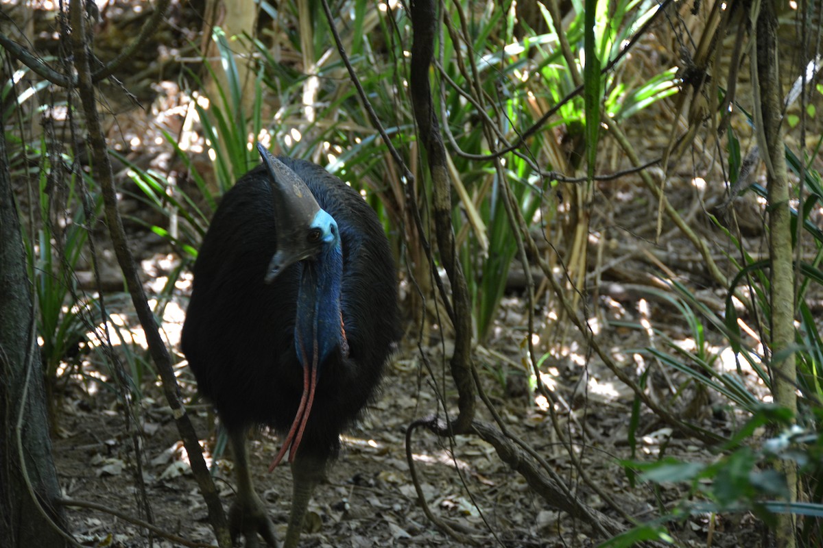 Southern Cassowary - ML644008992