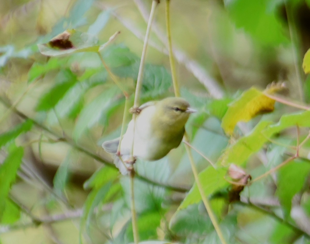 Tennessee Warbler - ML644009004