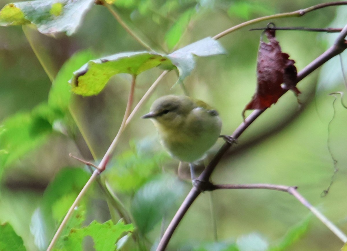 Tennessee Warbler - ML644009005