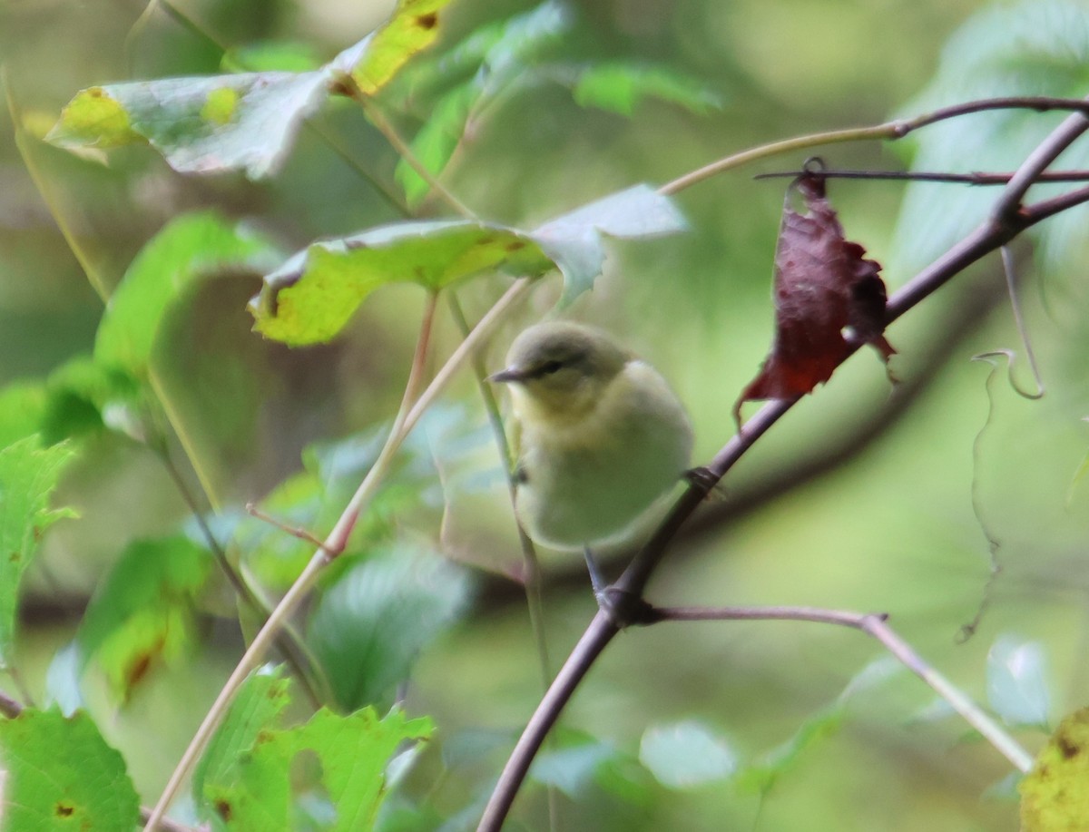 Tennessee Warbler - ML644009006