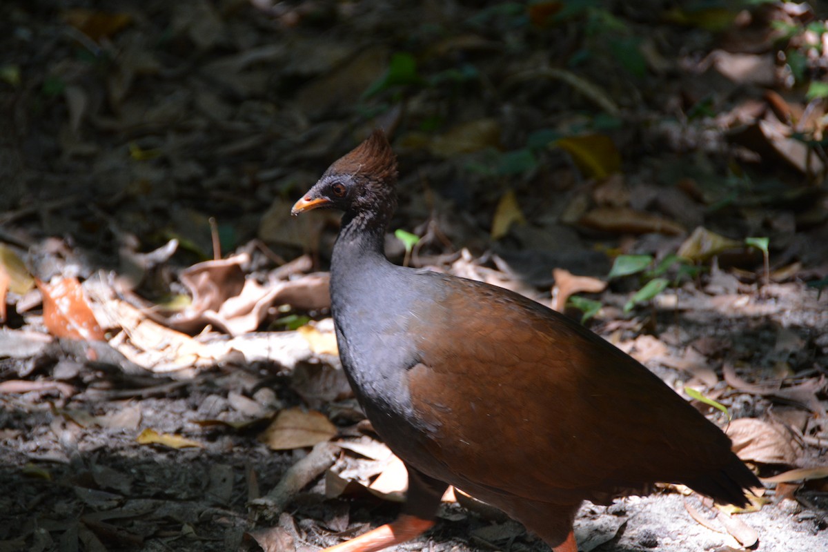 Orange-footed Megapode - ML644009009