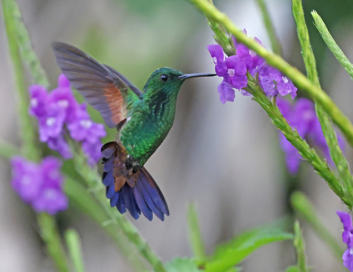 Амазилія-берил синьохвоста - ML644009018