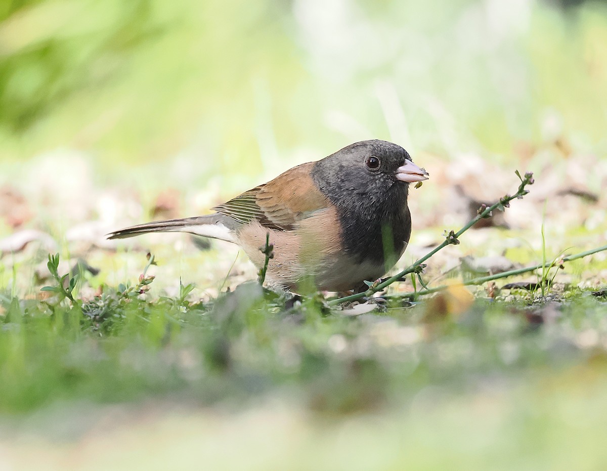Dark-eyed Junco (Oregon) - ML644009019